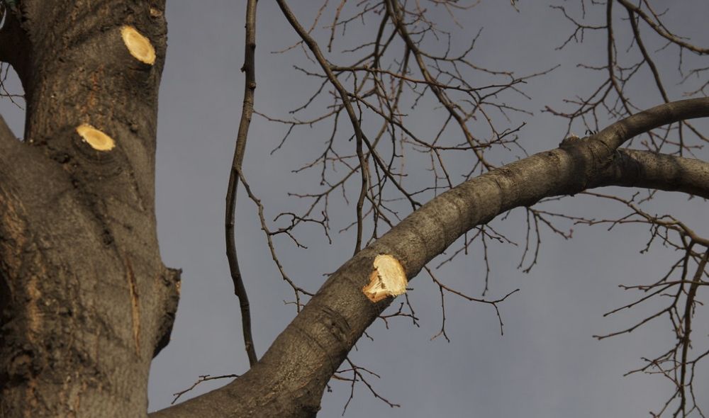 Tree Trimming Vs Topping In Ellisville And St Louis MO