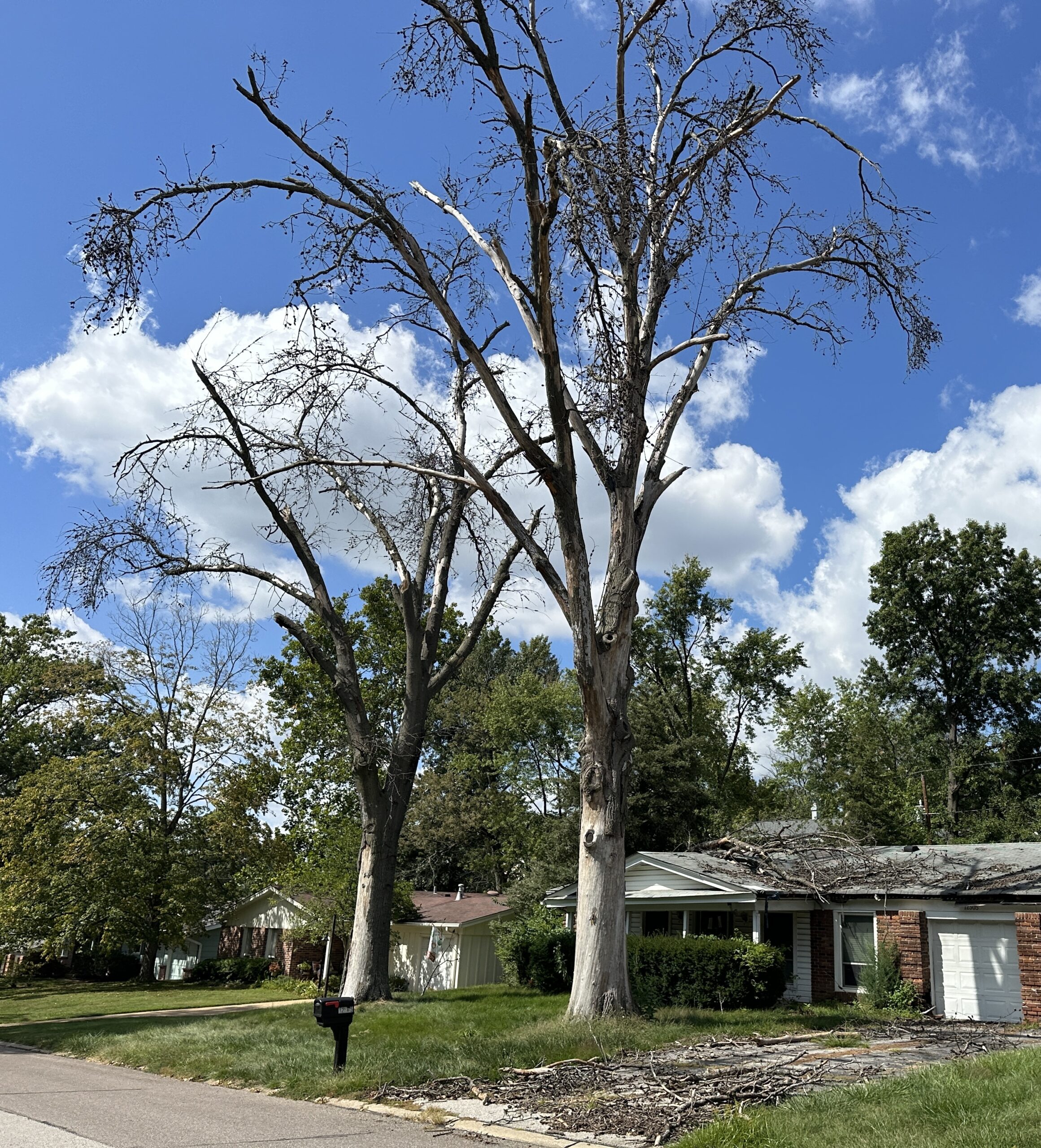 A house with a dead tree in front, featuring fallen branches scattered across the roof